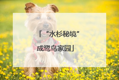 “水杉秘境”成鹭鸟家园