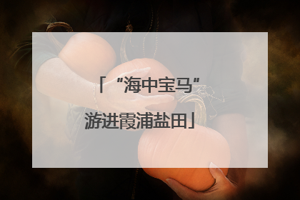“海中宝马”游进霞浦盐田