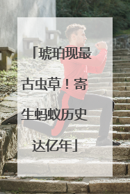 琥珀现最古虫草！寄生蚂蚁历史达亿年