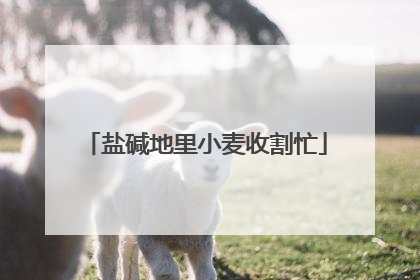盐碱地里小麦收割忙