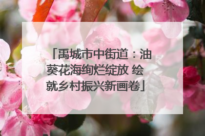 禹城市中街道：油葵花海绚烂绽放 绘就乡村振兴新画卷