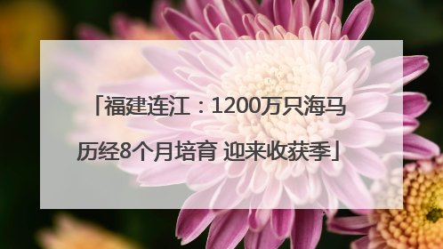 福建连江：1200万只海马历经8个月培育 迎来收获季