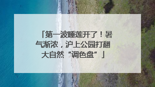 第一波睡莲开了！暑气渐浓，沪上公园打翻大自然“调色盘”