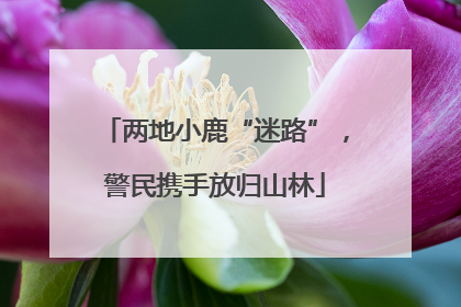 两地小鹿“迷路”，警民携手放归山林
