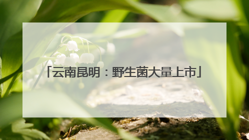 云南昆明：野生菌大量上市