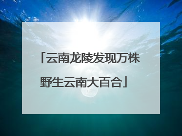 云南龙陵发现万株野生云南大百合