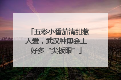 五彩小番茄清甜惹人爱，武汉种博会上好多“尖板眼”