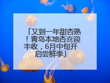 又到一年甜杏熟！青岛本地杏喜迎丰收，6月中旬开启尝鲜季