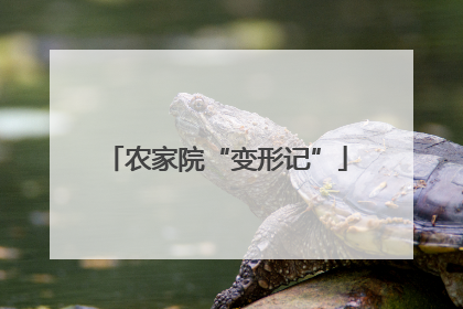 农家院“变形记”