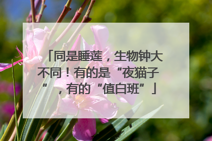 同是睡莲，生物钟大不同！有的是“夜猫子”，有的“值白班”