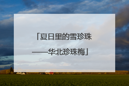 夏日里的雪珍珠——华北珍珠梅