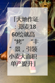 大地作证：郑麦1860绘就高“烤”“丰”景，引领小麦大面积单产提升