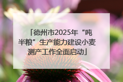 德州市2025年“吨半粮”生产能力建设小麦测产工作全面启动
