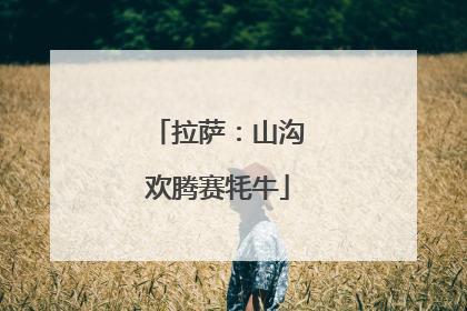 拉萨：山沟欢腾赛牦牛