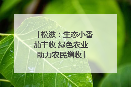 松滋：生态小番茄丰收 绿色农业助力农民增收