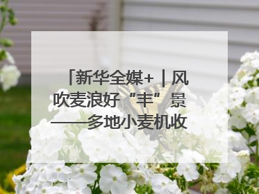 新华全媒+｜风吹麦浪好“丰”景——多地小麦机收一线见闻