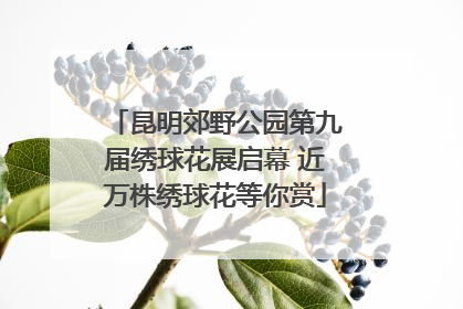 昆明郊野公园第九届绣球花展启幕 近万株绣球花等你赏