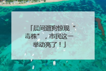 晨间遛狗惊现“毒株”，市民这一举动亮了！