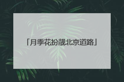 月季花扮靓北京道路
