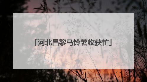 河北昌黎马铃薯收获忙