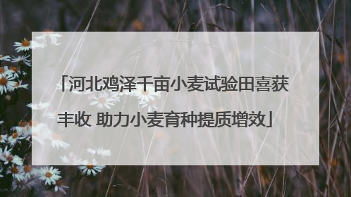 河北鸡泽千亩小麦试验田喜获丰收 助力小麦育种提质增效