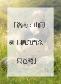 洛南：山间树上栖息百余只苍鹭