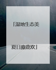 湿地生态美 夏日麋鹿欢