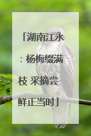 湖南江永：杨梅缀满枝 采摘尝鲜正当时