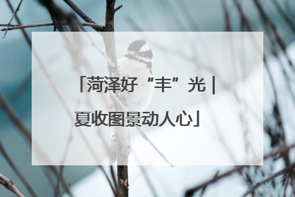 菏泽好“丰”光｜夏收图景动人心