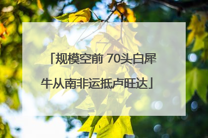 规模空前 70头白犀牛从南非运抵卢旺达