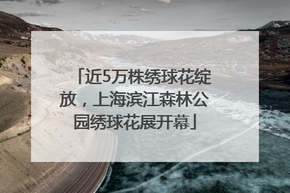 近5万株绣球花绽放，上海滨江森林公园绣球花展开幕