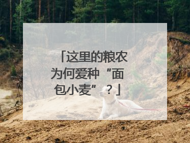 这里的粮农为何爱种“面包小麦”？