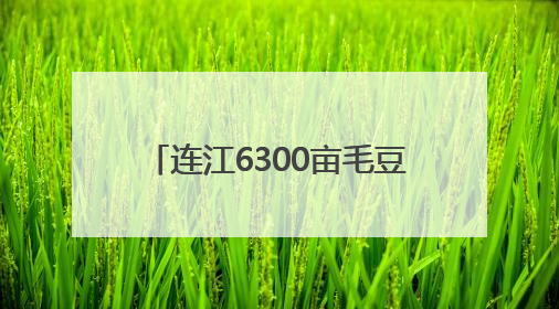 连江6300亩毛豆上市 部分出口海外