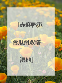 赤麻鸭觅食瓜州双塔湿地