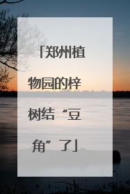 郑州植物园的梓树结“豆角”了