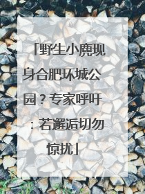 野生小麂现身合肥环城公园？专家呼吁：若邂逅切勿惊扰