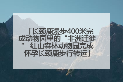 长颈鹿漫步400米完成动物园里的“非洲迁徙” 红山森林动物园完成怀孕长颈鹿步行转运