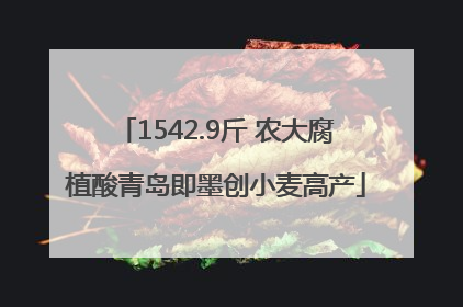 1542.9斤 农大腐植酸青岛即墨创小麦高产
