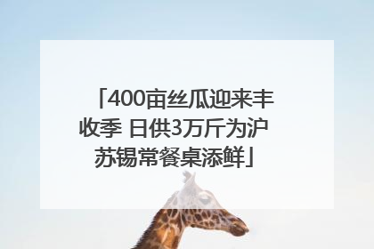 400亩丝瓜迎来丰收季 日供3万斤为沪苏锡常餐桌添鲜